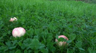 Çimlerin üzerinde yatan olgun elmalar, kamera yavaş çekim. Meyve bahçesi, tarım, hasat sezonu.