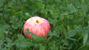 Çimenlerin üzerinde yatan olgun elmalar, yerden meyve toplayan adam. Tarım, hasat sezonu.