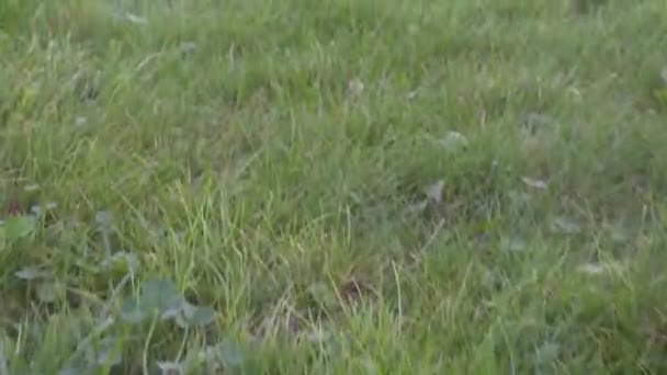 Schiebeschuss von beweglichem grünen Gras und Laub auf einer Wiese. schöne Gras Nahaufnahme Schiebe-Videodreh. — Stockvideo