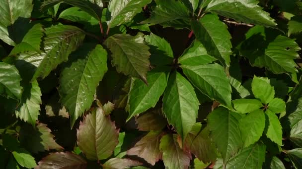 Verde jardín follaje vista superior diapositiva. Textura viva con hojas verdes balanceándose . — Vídeo de stock