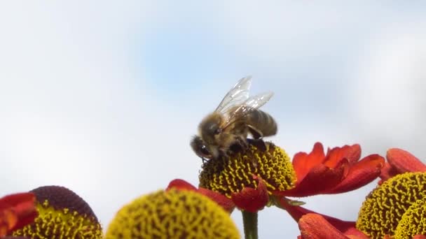 Bee verzamelen nectar van een rode bloem op een blury grijze rugronde. Close-upbeelden. — Stockvideo