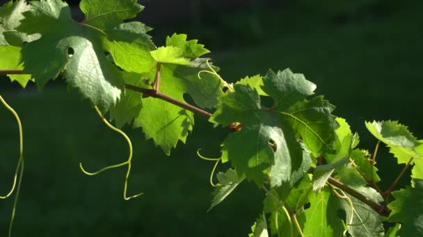 Grapevine s listy za slunečného dne zblízka. Chov a vinařství. — Stock video