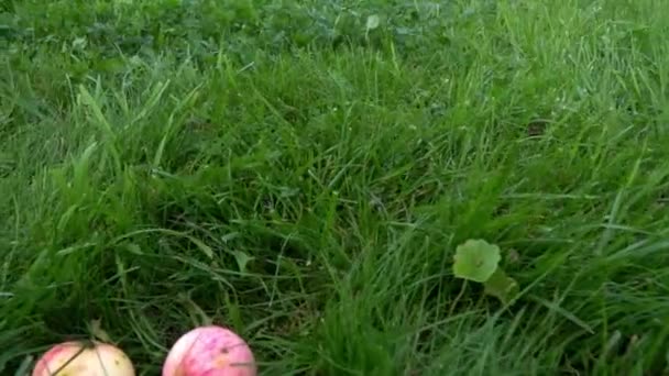 Slow motion bild skott av mogna äpplen som faller på gräset. Fruktträdgård, jordbruk, skördesäsong. — Stockvideo