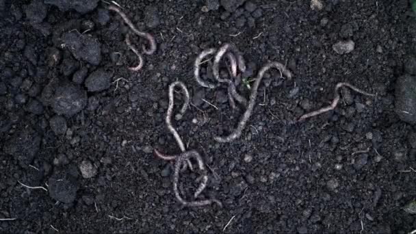 Heap of earthworms moving underground. Fertilize the soil, good for crops. Agriculture and fishing. — Stock Footage Heap of earthworms moving underground. Fertilize the soil, good for crops. Agriculture and fishing. Royalty Free Stock Video
