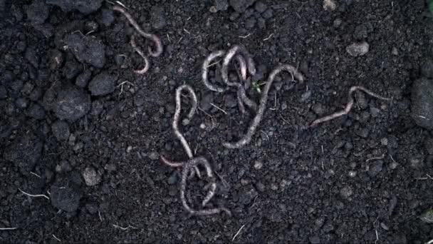 Un tas de vers de terre se déplaçant sous terre. Fertiliser le sol, bon pour les cultures. Agriculture et pêche . — Video