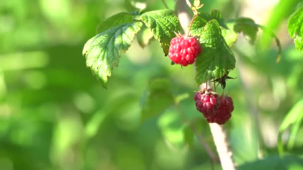 Branche de framboise aux baies mûres et aux feuilles. Délicieuse framboise mûre. Branche balançant dans le vent . — Video