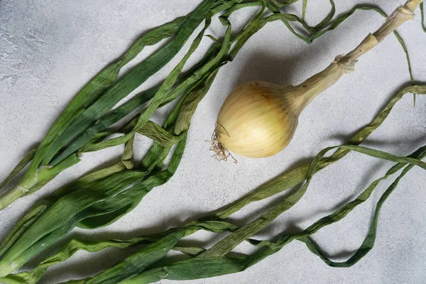 Cebolla orgánica fresca en la superficie texturizada de pizarra. Cebollas maduras. Cebolla bulbo, primavera verde. Vista superior . —  Fotos de Stock