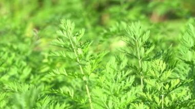 Genç havuç yakın çekim dışında bırakır. Rüzgarda sallanan yeşil çimenler.