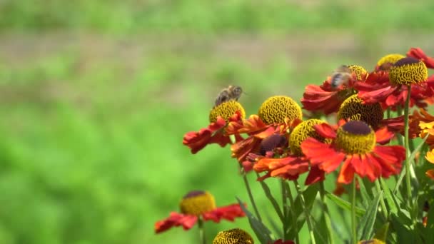 Пчелы летают вокруг оранжевых цветов, собирая нектар. Крупный план в замедленной съемке . — стоковое видео