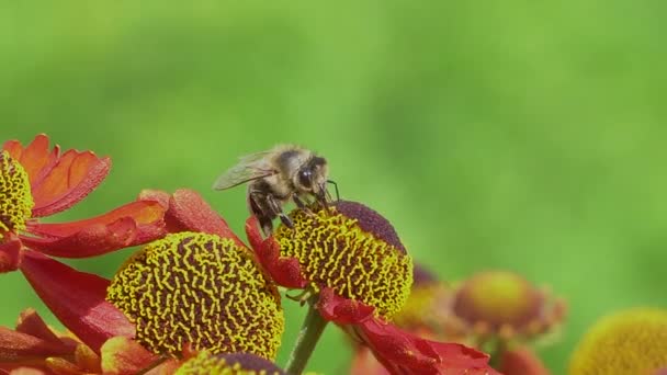 Méhek gyűjtése nektárt egy piros virág a zöld backround. Élénk közeli felvételek. — Stock videók