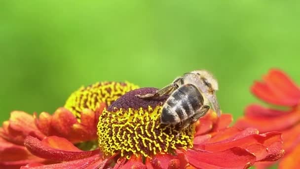 蜜蜂收集花蜜从红花在绿色背面。充满活力的特写镜头. — 图库视频影像