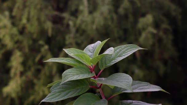 Växt med röd stjälk och gröna blad vajande i vinden med grönt lövverk på bakgrunden. — Stockvideo