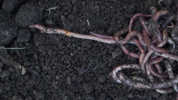 Hoop regenwormen die op de bodem bewegen. Bevruchten de grond, goed voor gewassen. Landbouw en visserij. — Stockvideo