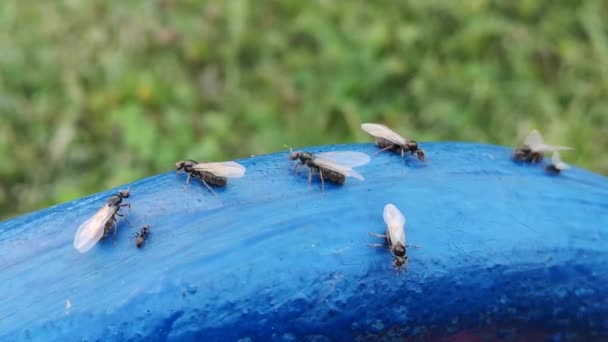 有翅膀的蚂蚁在花园里的蓝色表面蜂拥而过。蚂蚁的交配期. — 图库视频影像