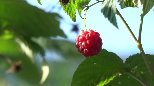 Frash Ripe rode framboos op een winderige dag. Tak wuivende in de wind. — Stockvideo