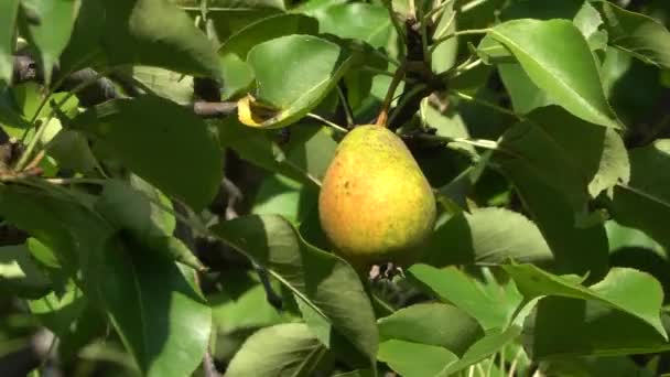 Ώριμο οργανικό αχλάδι σε ένα δέντρο σε μια θυελλώδη ημέρα, κοντινό χρώμα των κίτρινων φρούτων και των πράσινων φύλλων. — Αρχείο Βίντεο