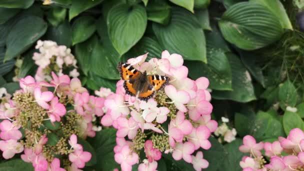 Pembe çiçeklerin üstünde siyah ve turuncu kelebek. Bahçede büyük kaplumbağa kabuğu. — Stok video