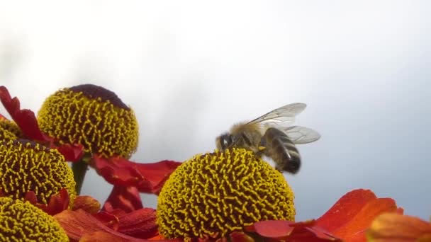 Abeja recolectando néctar de una flor roja en un fondo gris oscuro. Imágenes de primer plano . — Vídeos de Stock