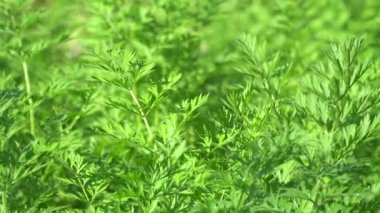 Genç havuç yakın çekim dışında bırakır. Rüzgarda sallanan yeşil çimenler.