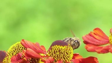 Arı yeşil bir backround üzerinde kırmızı bir çiçek nektar toplama . Canlı yakın çekim görüntüleri.