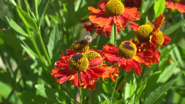 Abeille recueillant le nectar d'une fleur orange  .