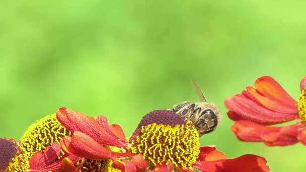 Včela sbírající nektar z červené květiny na zeleném krovedu. Pulzující těsné záběry. — Stock video