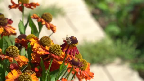 Les abeilles volent autour des fleurs oranges qui recueillent le nectar. Gros plan au ralenti . — Video