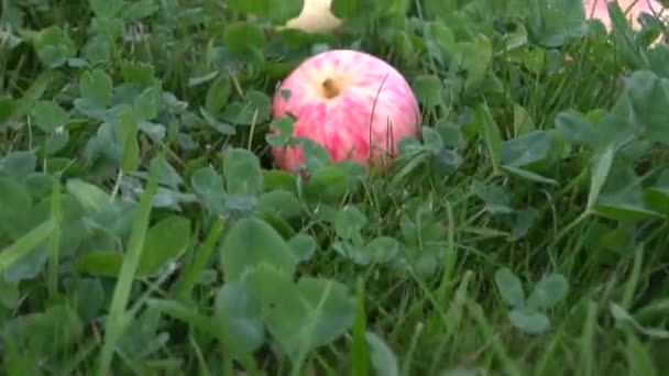 Manzanas maduras tumbadas en la hierba, el hombre recogiendo frutas del suelo. Agricultura, temporada de cosecha . — Vídeo de stock