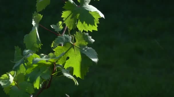 Weinrebe mit Blättern an einem sonnigen Tag aus nächster Nähe. Aufnahmen aus Landwirtschaft und Weinkellerei. — Stockvideo