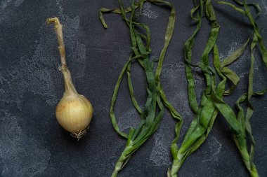 Koyu dokulu yüzeyüzerinde yaprakları ile Organik soğan. Soğan arka plan. Olgun soğan. Soğan soğanı, yeşil bahar. Üstte görüntü.