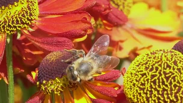 Bijen verzamelen nectar van een rode bloem op een groene rugronde. Levendig close-up beeldmateriaal. — Stockvideo
