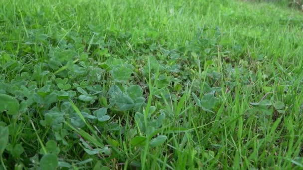 Медленный скользящий снимок движущейся зеленой травы и листьев на лугу. Красивая трава крупным планом раздвижные видео съемки . — стоковое видео