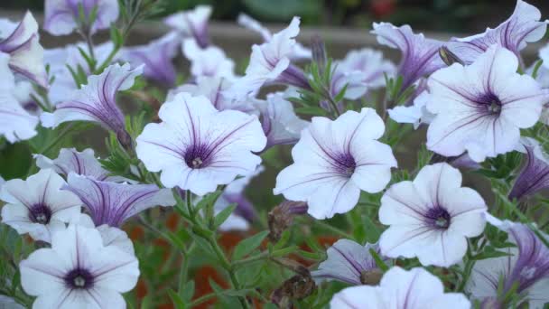 White and purple striped petunia flowers in the wind. Garden flowers beautiful close-up. — Stock Video