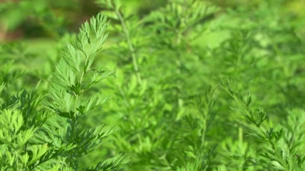 Unga morotsblad utanför närbild. Grönt gräs gungar i vinden. — Stockvideo