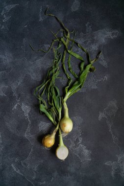 Koyu dokulu yüzeyde organik soğan. Soğan arka plan. Soğan soğanı, yeşil bahar. Üstte görüntü.