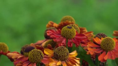 Rüzgarlı bir günde kırmızı ve turuncu çiçekler. Yakın çekim, döngüye tabi.