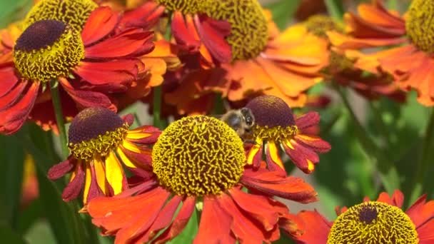 La abeja recogiendo el néctar de las flores anaranjadas  . — Vídeo de stock
