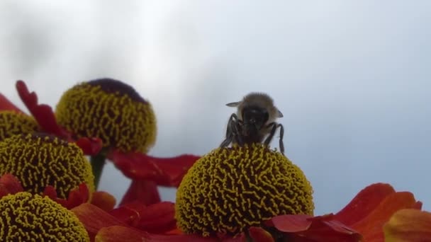 Bee verzamelen nectar van een rode bloem op een blury grijze rugronde. Close-upbeelden. — Stockvideo