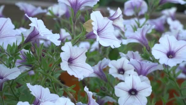 Weiße und lila gestreifte Petunienblüten im Wind. Garten blüht schöne Nahaufnahme. — Stockvideo