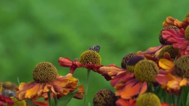 Бджола на помаранчевій квітці, що збирає нектар. Яскраві крупним планом кадри . — стокове відео