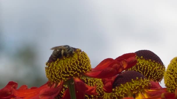 Bee verzamelen nectar van een rode bloem op een blury grijze rugronde. Close-upbeelden. — Stockvideo