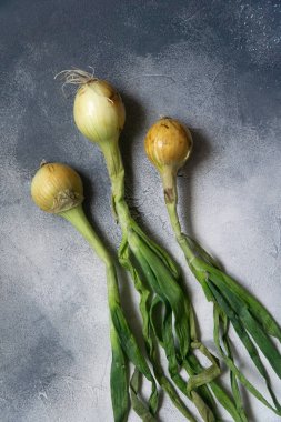 Sayfalı yüzeyde organik soğanlar, arka plan. Olgun soğanlar. Ampul soğanı, yeşil yay. Üst görünüm.