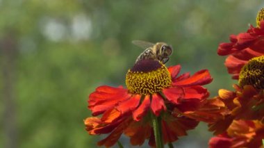 Arı yeşil bir backround üzerinde kırmızı bir çiçek nektar toplama . Canlı yakın çekim görüntüleri.
