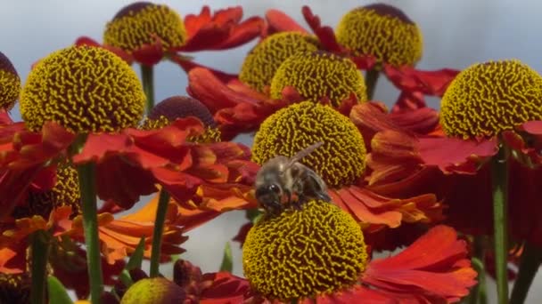 Bee sbírá nektar z červené květiny. Pulzující těsné záběry. — Stock video