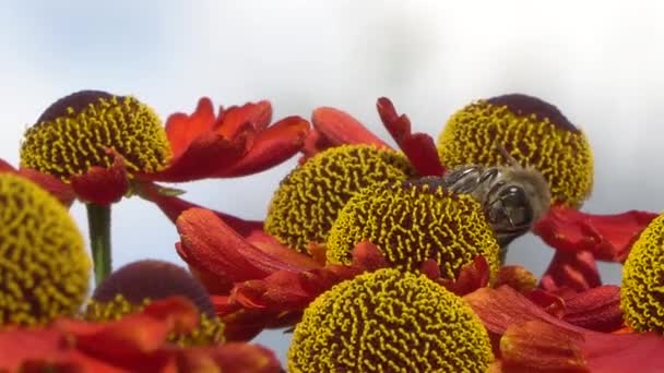 Bee verzamelen nectar van een rode bloem op een blury grijze rugronde. Close-upbeelden. — Stockvideo