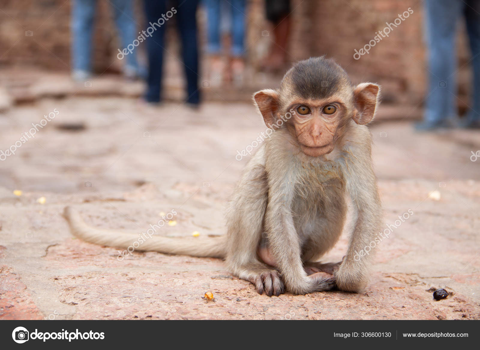Cute Baby Monkey Playing On The Side Of The Road Macaque Portrait Monkey Life Among People In Asia Stock Photo Image By C Wasja Cute Baby Monkey Playing On The Side Of The Road Macaque Portrait Monkey Life Among People In Asia Stock Photo Image By C Wasja