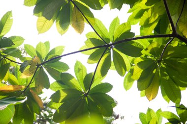 Ormanın yeşil yapraklarında parlayan güneş.