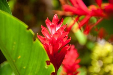 Red Ginger flower and big green leaves close-up. Exotic vivid red flowers with foliage. clipart