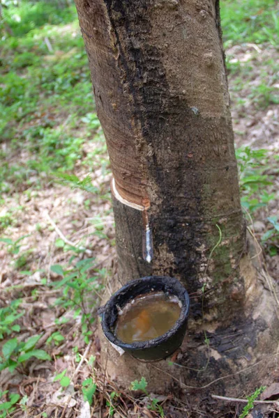 Bowl for latex on rubber tree on a rubber farm in Thailand. Rubber harvest season.