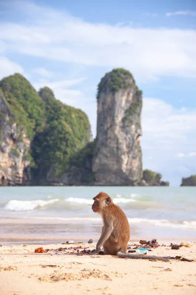 Rolig makak Monkey sitter på en tropisk strand. — Stockfoto